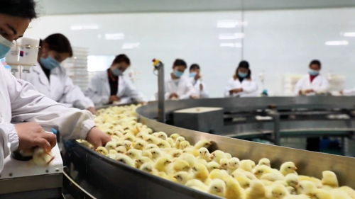 墨玉縣構(gòu)建全鏈條雞肉供應(yīng)體系 從牧場到餐桌的安全與品質(zhì)保障